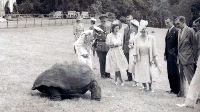 Vua George VI, Hoàng hậu Anh và Công chúa Elizabeth (khi đó), cùng với Công chúa Margaret, gặp rùa Jonathan vào năm 1947. Ảnh: PA