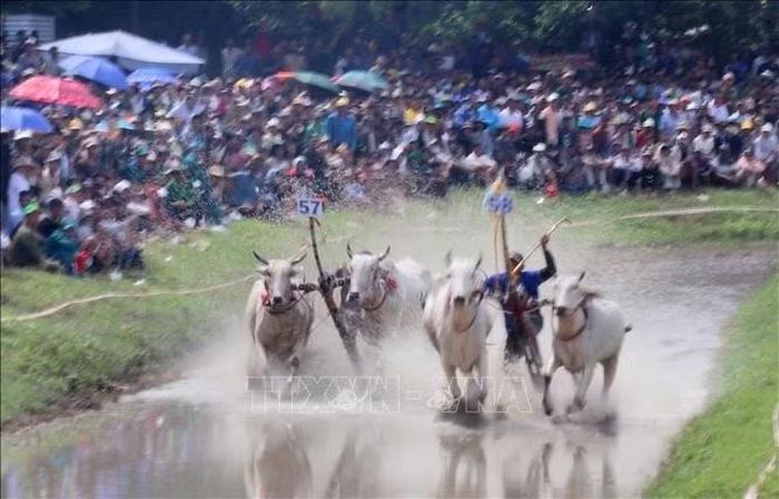 Các đôi bò so kè bứt tốc về đích ở vòng thả quyết tâm dành chiến thắng cao nhất.