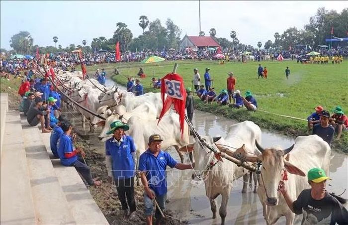Tham gia Hội đua bò Bảy Núi năm nay có 64 đôi bò đến từ 10 phường, xã có đông đồng bào Khmer sinh sống trong tỉnh An Giang.