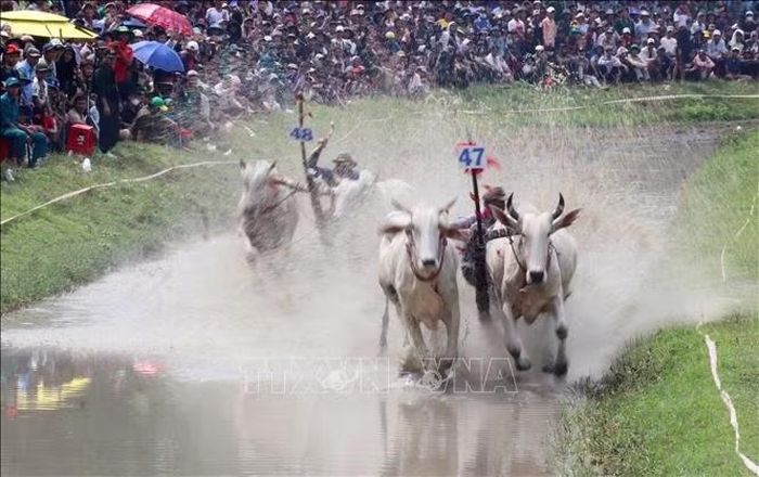 Các đôi bò bứt tốc về đích ở vòng thả quyết tâm dành chiến thắng cao nhất.