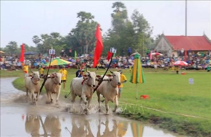 Các đôi bò tranh tài ở vòng hô-đi chậm nhằm thể hiện sự khéo léo của những "nài bò"- người điều khiển bò.
