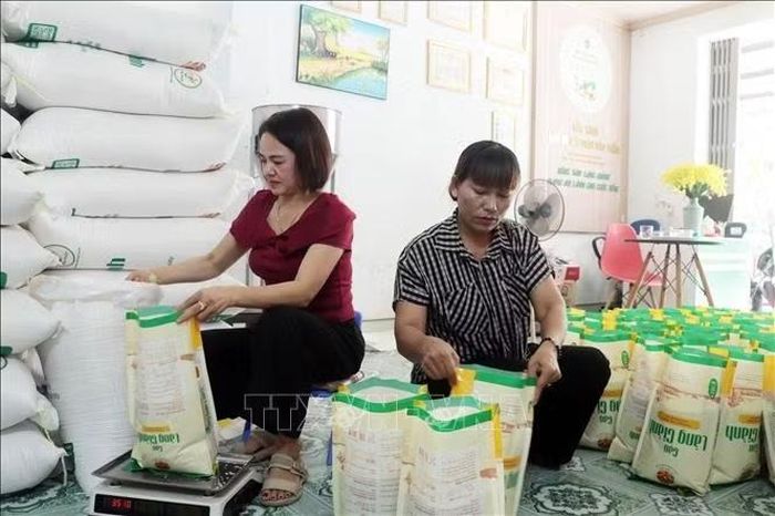 Ap dụng tiến bộ khoa học kỹ thuật và quy trình canh tác xây dựng và khẳng định vững chắc thương hiệu "Gạo Làng Giành" ngày càng vươn xa trên thị trường. Ảnh: Nguyễn Công Hải/TTXVN