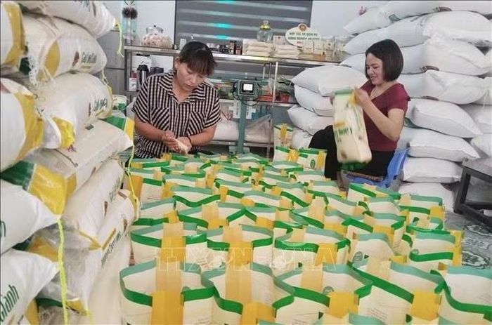 Ap dụng tiến bộ khoa học kỹ thuật và quy trình canh tác xây dựng và khẳng định vững chắc thương hiệu "Gạo Làng Giành" ngày càng vươn xa trên thị trường. Ảnh: Nguyễn Công Hải/TTXVN