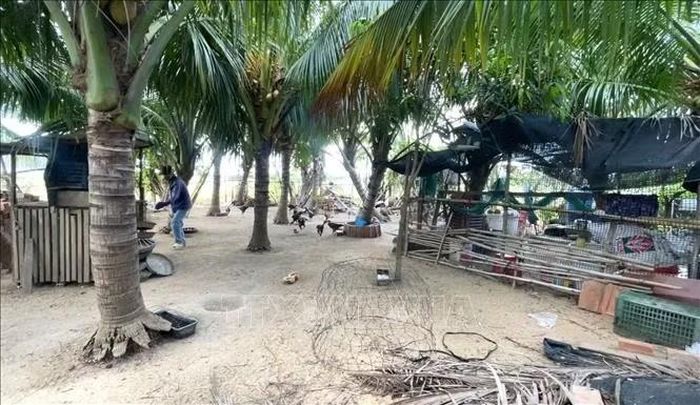 Nhiều hộ dân tại tỉnh Đắk Lắk bị thiệt hại trong chăn nuôi do mưa lũ cuối năm 2025 chật vật tái đàn do thiếu vốn.