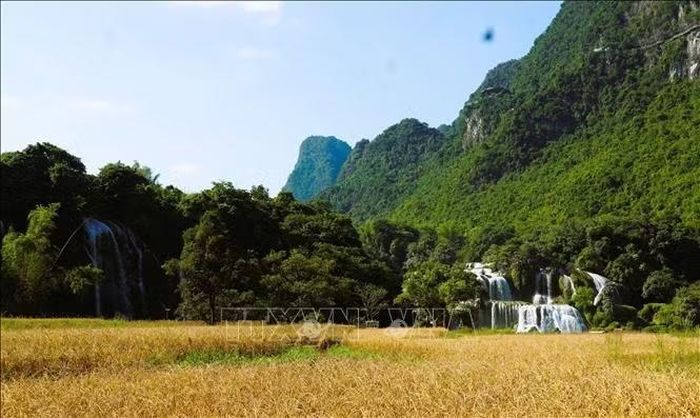 Thác Bản Giốc nổi bật trên cánh đồng lúa chín tạo nên vẻ đẹp thơ mộng nơi biên cương Tổ quốc.
