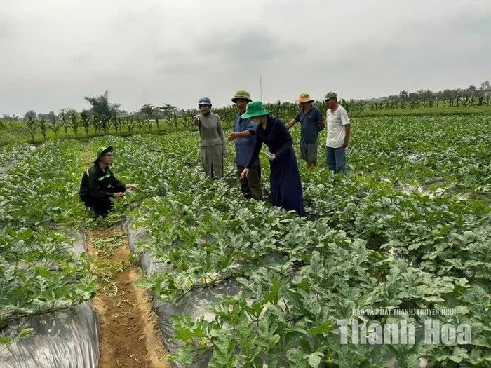 Tập huấn kỹ thuật trồng và chăm sóc giống dưa hấu An Tiêm tại xã Nga Sơn.
