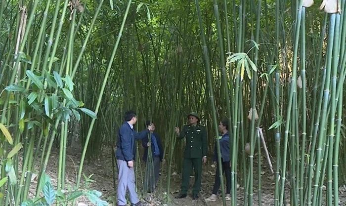 Mô hình trồng tre vầu đem lại lợi nhuận khá cho nông dân tại xã Yên Khương. Ảnh: Chu Khôi.