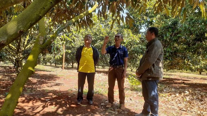 Ông Nguyễn Trọng Dũng giới thiệu về cách chăm sóc cây sầu riêng.  Ảnh: Hoàng Viên