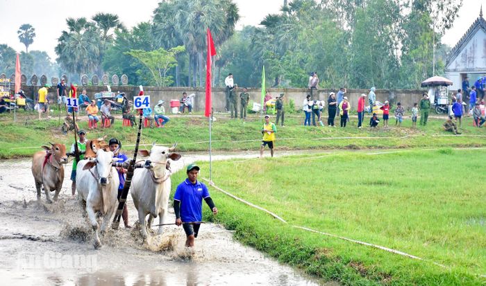 Các đôi bò thực hiện nghi thức chào sân trước khi bước vào những màn tranh tài hấp dẫn.