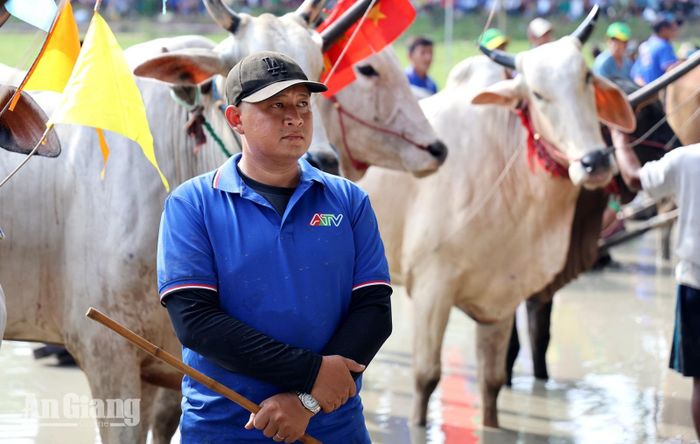 Các chủ bò chuẩn bị cho các trận đua.