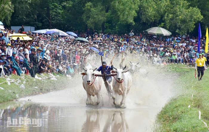 Cú nước rút về đích dũng mãnh của các nài bò.