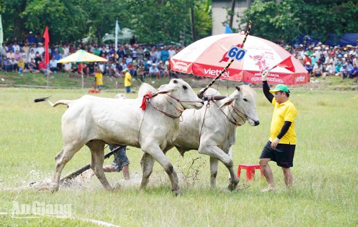Đôi bò “đâm” ra khỏi đường đua trong sự tiếc nuối của khán giả.