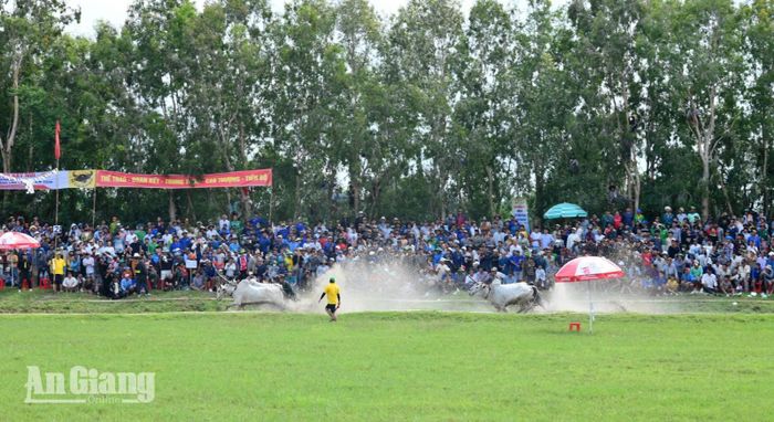 Pha rượt đuổi giữa hai đôi bò trong tiếng reo hò của khán giả.