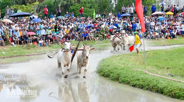 Đôi bò tung sức bứt phá trên đường đua ngập nước ngay sau hiệu lệnh.