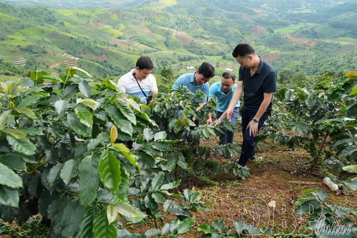 Lãnh đạo xã Búng Lao kiểm tra diện tích cà phê của người dân trên địa bàn. Ảnh: Quang Long