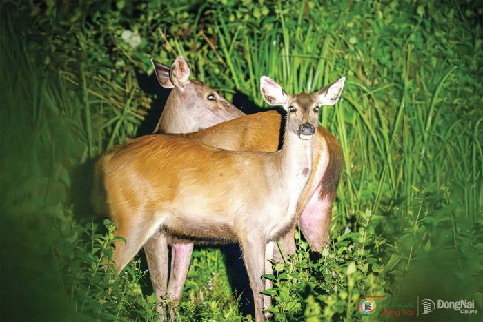 Du khách dễ dàng gặp những đàn nai tại Vườn quốc gia Cát Tiên, đặc biệt là tại tour xem thú đêm.
