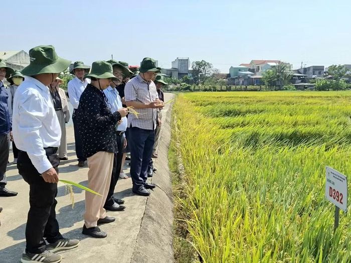  Viện Khoa học Kỹ thuật Nông nghiệp Duyên hải Nam Trung Bộ giới thiệu các giống cây mới, đáp ứng nhu cầu thị trường và định hướng chuyển đổi cơ cấu cây trồng. Ảnh: N.T 
