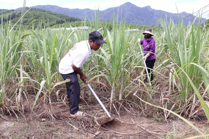 Ông Cao Truyền chăm sóc rẫy mía của gia đình.
