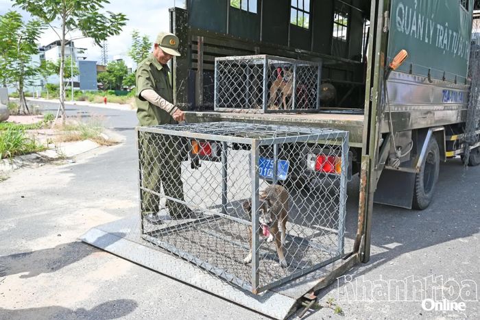 Chó thả rông được chuyển về quản lý tạm thời tại số 60 đường Phước Long.