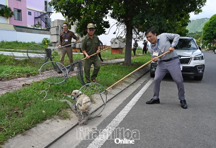 Đội chuyên trách của phường bắt giữ chó thả rông tại Khu đô thị Mỹ Gia.