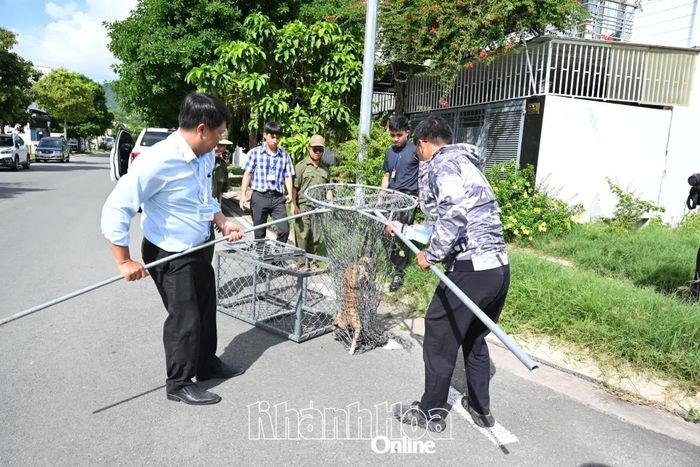 Đội chuyên trách của phường bắt giữ chó thả rông tại Khu đô thị Mỹ Gia.