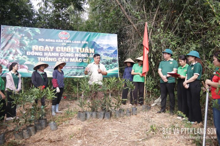 Đại diện doanh nghiệp cung ứng cây giống hướng dẫn kỹ thuật trồng, chăm sóc cây mắc ca
