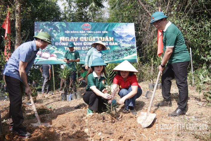 Lãnh đạo Hội Nông dân tỉnh và xã Đồng Đăng hỗ trợ người dân trồng cây mắc ca