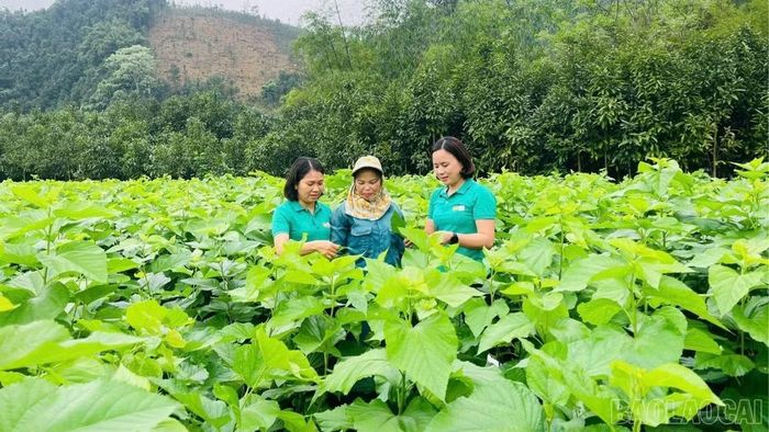 Đối thoại tập trung vào cơ chế, chính sách hỗ trợ phát triển sản xuất nông nghiệp theo hướng xanh, bền vững; phát triển nông nghiệp xanh, nông nghiệp hữu cơ.