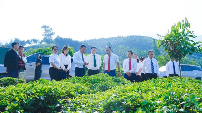 Đoàn công tác trấn Nam Khê tham quan mô hình chè tại thôn Phẳng Tao, xã Bản Lầu.