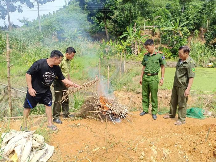 Khoảng 200 mét lưới bẫy chim được tháo dỡ, tiêu hủy tại chỗ ở khu vực đồng ruộng thôn Nhò Trong.
