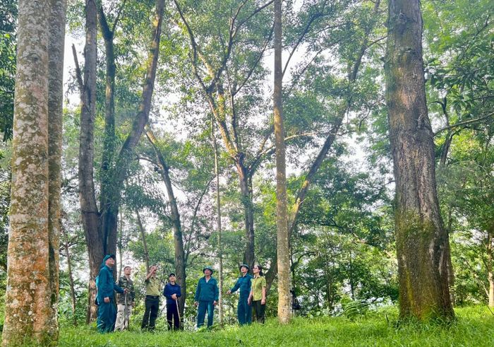 Từ đầu năm đến nay, toàn tỉnh không để xảy ra cháy rừng, tỷ lệ che phủ rừng duy trì ở mức 61,5%.