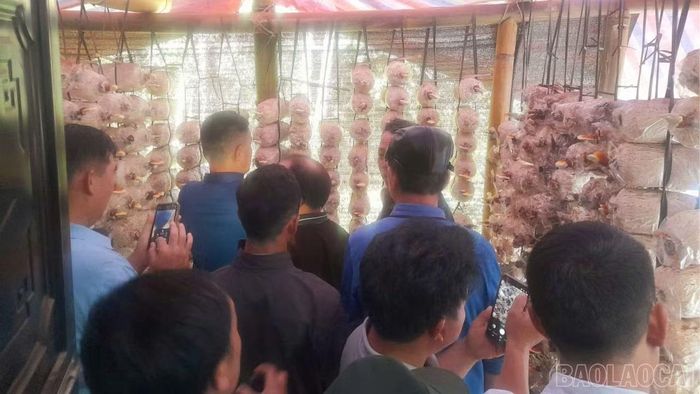 Tham quan mô hình trồng nấm linh chi đỏ tại hộ gia đình ông Lò Văn Cường, thôn Tả Van Giáy, xã Tả Van.