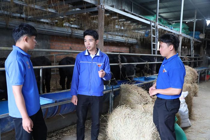 Từ sự hỗ trợ của tổ chức Đoàn, anh Nguyễn Văn Lanh (ở giữa), xã Quảng Lập đầu tư phát triển mô hình nuôi bò Kobe