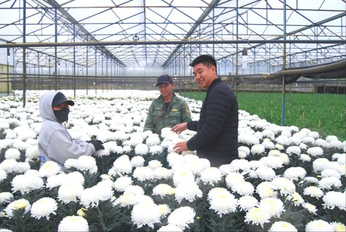 Sản xuất hoa mẫu đơn theo hình thức cuốn chiếu của nông dân phường Lang Biang - Đà Lạt