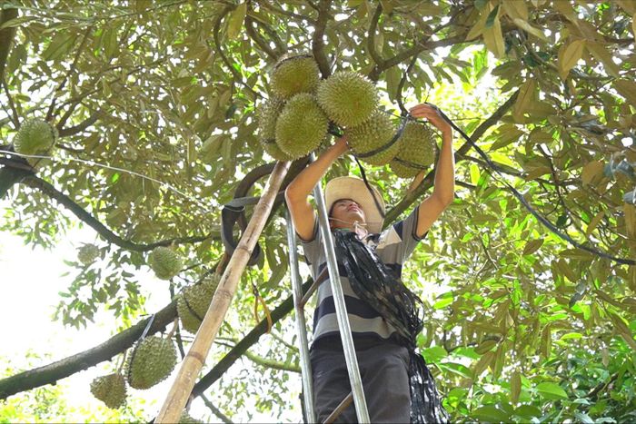 Sầu riêng là một trong những loại nông sản chủ lực của Lâm Đồng