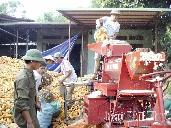 Đưa cơ giới hóa vào sản xuất đã giải phóng sức lao động cho người nông dân ở xã Thượng Cốc trong việc tách, tẽ ngô hạt.