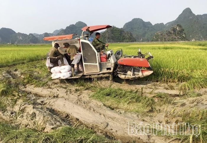 Hiệu quả từ công tác dồn điền đổi thửa tạo điều kiện thuận lợi đưa máy gặt đập liên hợp vào thu hoạch lúa ở xã An Bình.