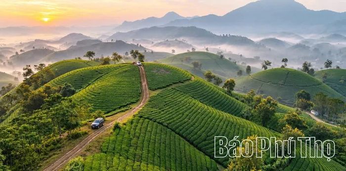 Những luống chè uốn lượn theo địa hình, tạo sức hấp dẫn riêng cho vùng đất này.