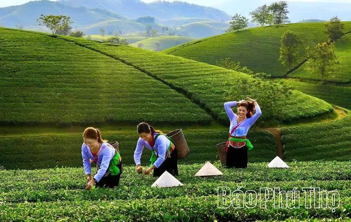 Những cô gái Mường duyên dáng bên đồi chè, tạo điểm nhấn trong bức tranh thiên nhiên tươi đẹp.