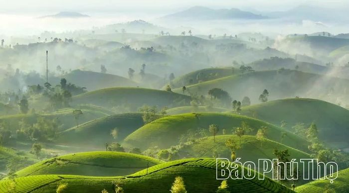 Long Cốc đẹp nhất vào buổi sớm, khi những đồi chè trập trùng ẩn hiện trong màn sương mỏng, tạo nên vẻ đẹp nên thơ, huyền ảo.