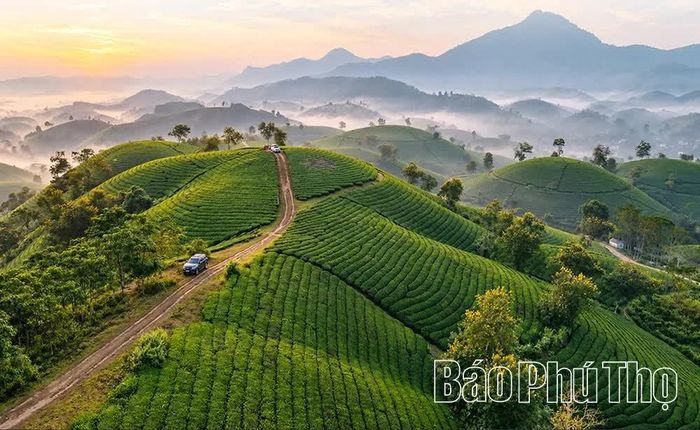Những luống chè uốn lượn theo địa hình, tạo sức hấp dẫn riêng cho vùng đất này.
