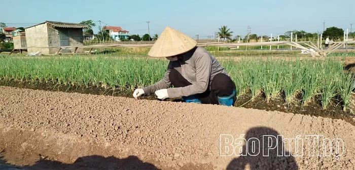 Thành viên HTX Nông nghiệp Trường Thịnh, phường Phong Châu gieo trồng cà chua vụ Đông.