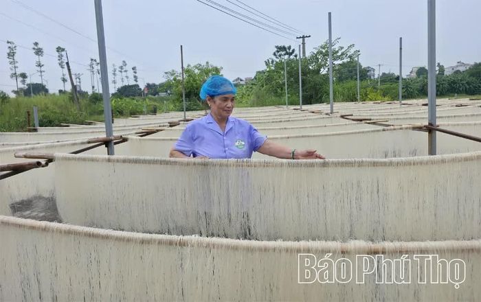 Sản phẩm OCOP 5 sao của HTX mì gạo Hùng Lô - đơn vị đạt doanh thu hơn 20 tỷ đồng trong 9 tháng đầu năm 2026.