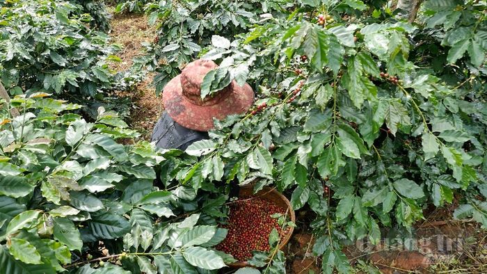 Người dân thu hái cà phê chín tại vùng cà phê Khe Sanh - Ảnh: Quang Ngọc