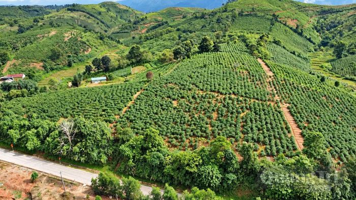 Vùng cà phê Khe Sanh đang được tổ chức lại theo hướng chuẩn hóa vùng trồng, nâng cao chất lượng và giá trị sản phẩm - Ảnh: Quang Ngọc