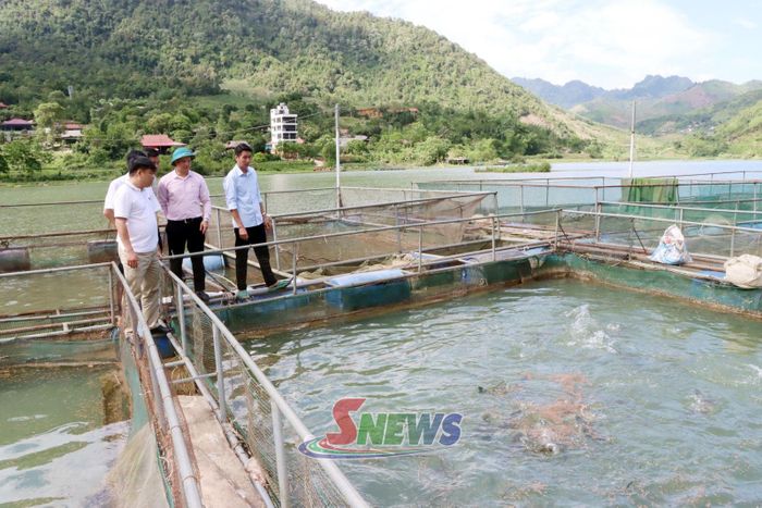 Nhân dân bản Chiếu, xã Mường Cơi phát triển mô hình nuôi cá lồng.