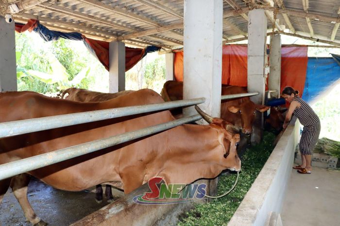 Chăn nuôi đại gia súc nhốt chuồng, đem lại thu nhập ổn định cho nhiều hộ dân xã Mường Cơi.
