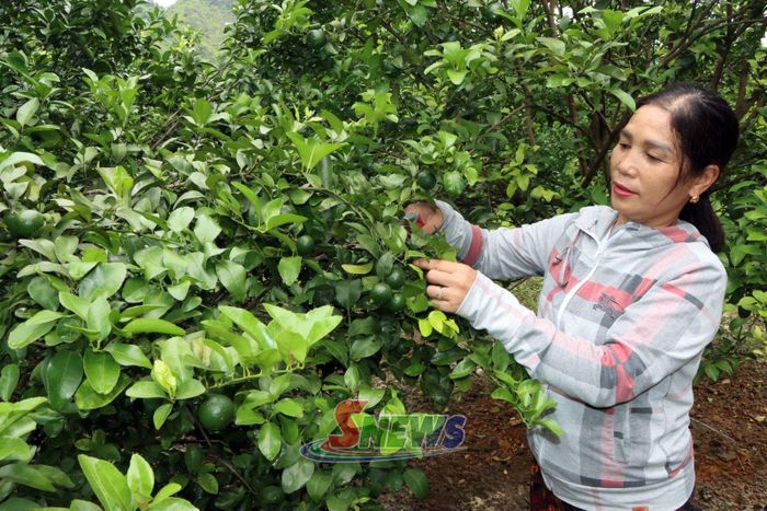 Nhân dân xã Mường Cơi nhân rộng mô hình trồng cây ăn quả.