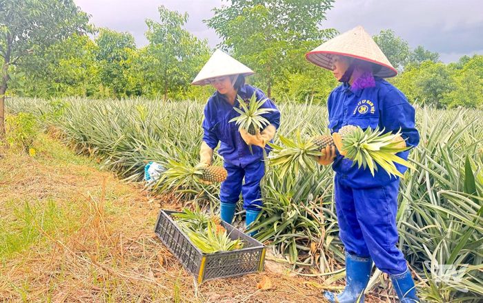 Người lao động đang thu hoạch dứa tại trang trại Định Hóa, Công ty CP Nam Việt.