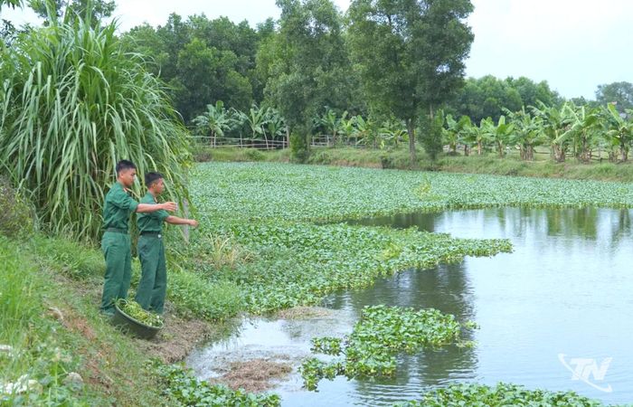 Ao cá của Lữ đoãn Pháo binh 382 được quy hoạch gọn gàng, hợp lý.